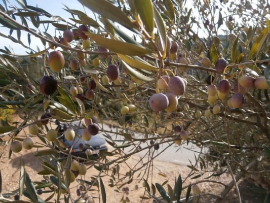 olives